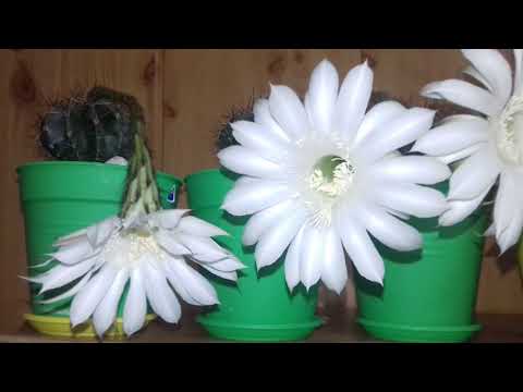 Vidéo: Échinopsis