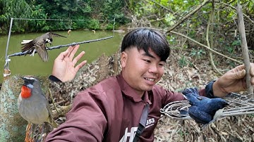 Bẫy Oanh Di Cư May Mắn Dính Oanh Hiếm | Dân Tộc Tây Bắc Tv