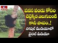 Bear climbs Jackfruit tree, video goes viral