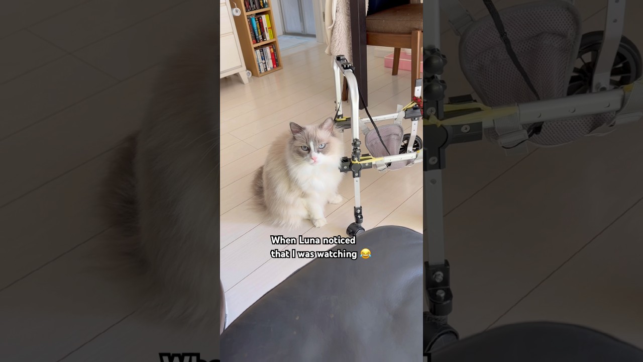 You can continue 😂 #cat #shorts ￼