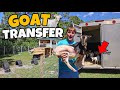 TRANSFERRING ALL My PET GOATS to PC FARM 2.0!!