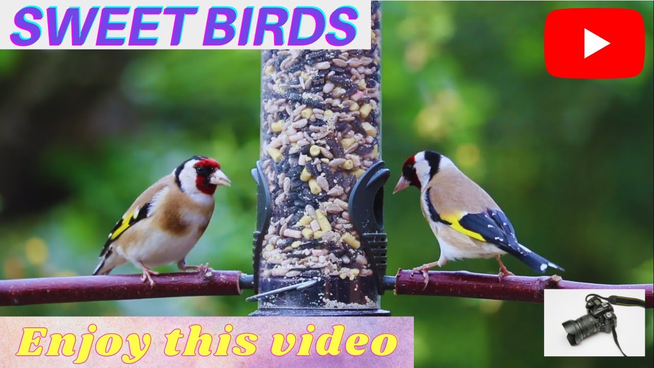 Birds video Sweet Birds Hungry Birds Clever Birds 😍😍😍