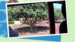 Riding the Pineapple express at the Dole Plantation