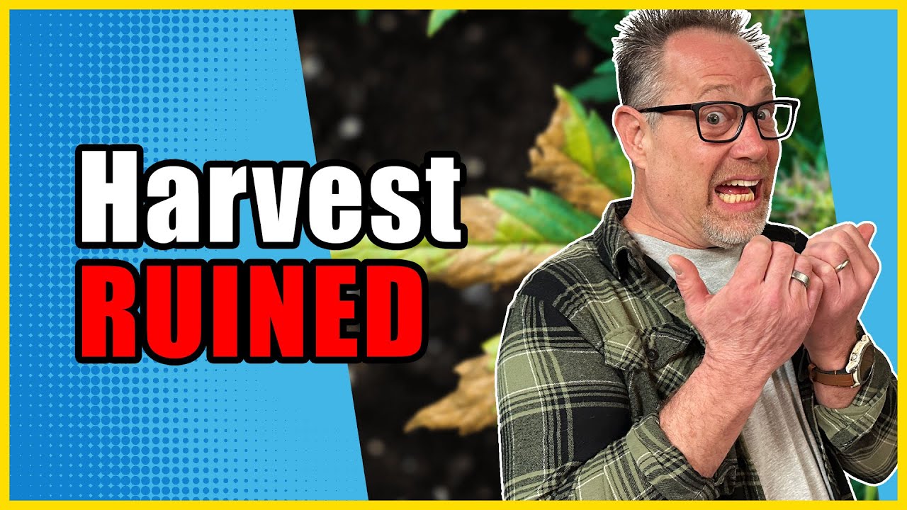 Три КРУПНЫЕ ошибки, которые я совершил в процессе выращивания (чтобы вам не пришлось их повторять)