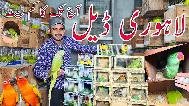 Lahori Deals A Gai aaj taq ka subse km Rate #lahorientertainmentchannel #birds #parrot #pets #cute 