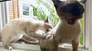 Try Not To Laugh 😅 Funniest Cats and Dogs 😄 Funniest Animals part 4 by Meow Meow Productions 130 views 3 months ago 24 minutes