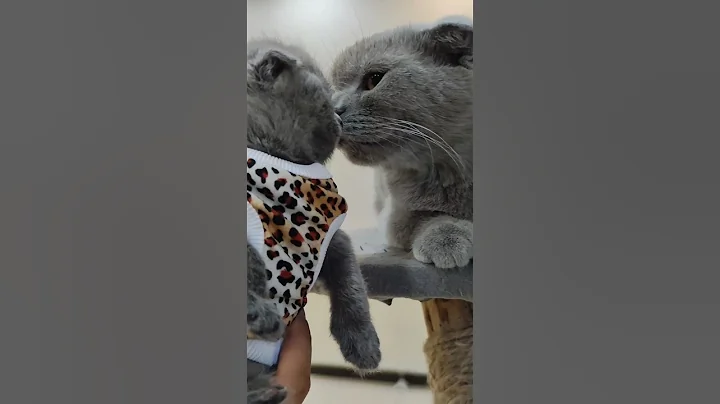 Watch the video about #cat #catvideos #catlover #love #cute #kitten #scottishfold #british #persiancat #lilac #kitty #fun