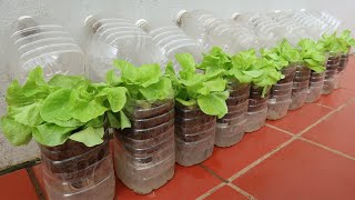 How I save money, when using plastic bottles to grow vegetables