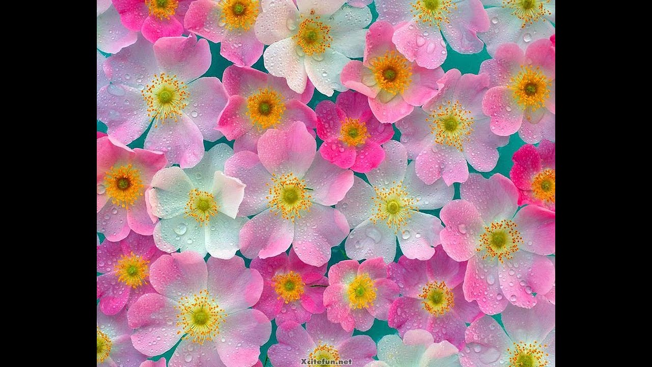 Feel the bombay fever - Various artists