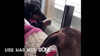 Sausage Dogs Talking