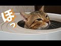 気持ちいい猫の顔にほっこりした【猫のトイレ】