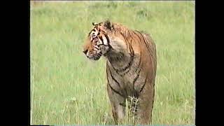 Vhs History Docu  Siberian Tigers [docu from time when only 200 in wild] 1998