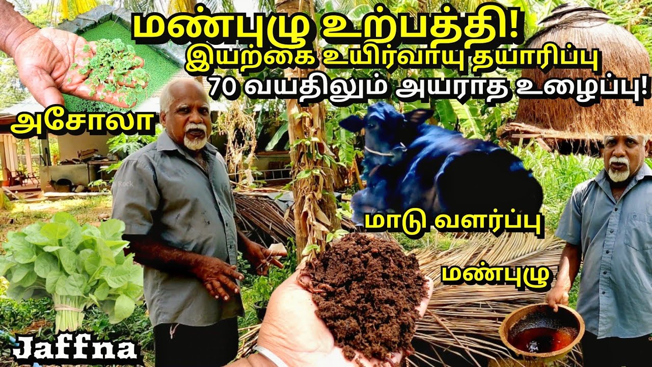 யாழ்ப்பாணத்தில் இயற்கை வழி விவசாயத்தோடு ஒன்றித்து வாழும் சிவனேசன் ஐயா! மண்புழு உற்பத்தி🌾🐛 Earthworm🐄