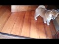 【柴犬萌え】テケテケ走ってくる柴犬の赤ちゃん りんご。