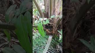 Visit Teneraku while bringing back a little souvenir #palm #tenera #pematangloban