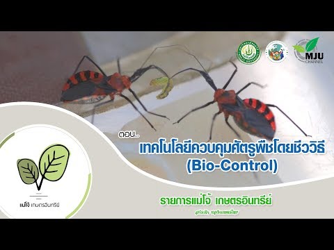 โครงการเกษตรอินทรีย์แม่โจ้ |  ตอน: เทคโนโลยีการควบคุมศัตรูพืช Biocontrol