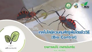 รายการแม่โจ้เกษตรอินทรีย์ | ตอน เทคโนโลยีควบคุมศัตรูพืชโดยชีววิธี (Bio-Control)