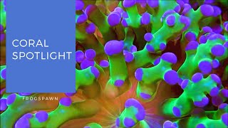Coral Spotlight | Frogspawn Euphyllia