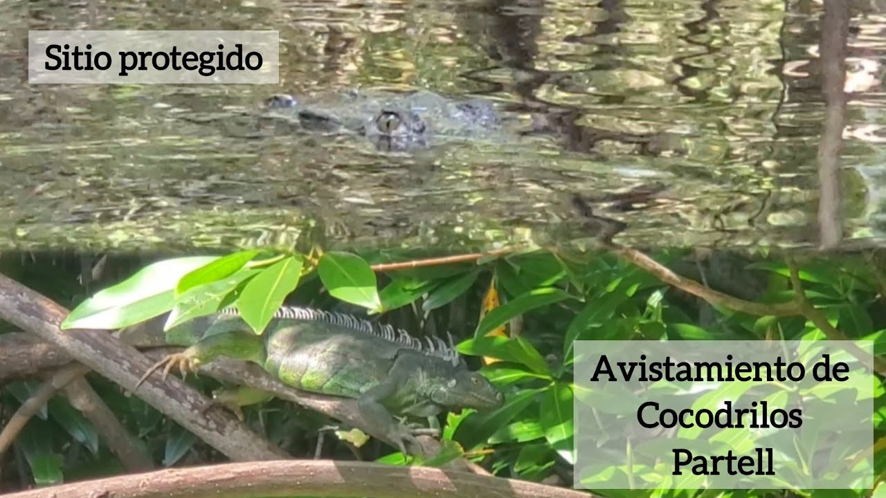 Visitando cocodrilos en Barra de Santiago. Parte ll - YouTube