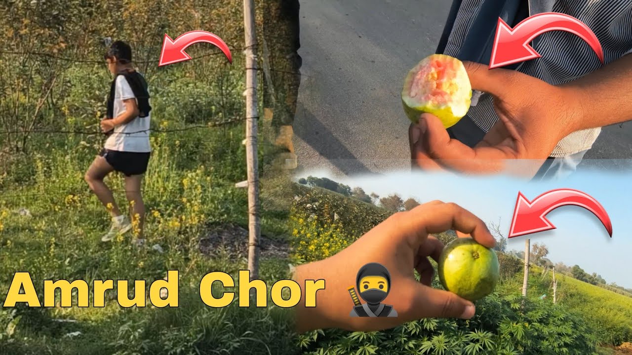 Aaj Hue Amrud Chor 🥷 😁(Guava Thief)😱😁.    #viralvideos #vlog #funny #chori 
