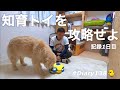 ニーナオットソンLV1を攻略する #1 とりあえず初めてみた編