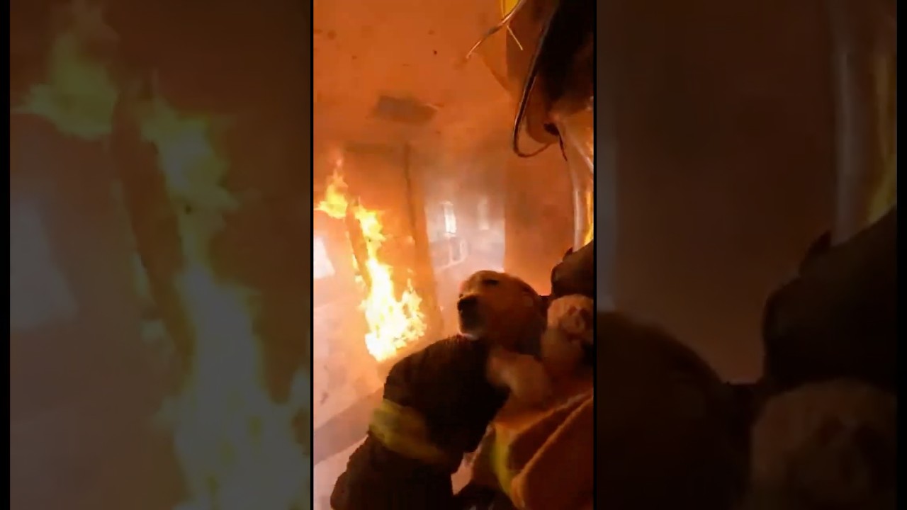Firefighter Rescues Puppy from Burning House 
