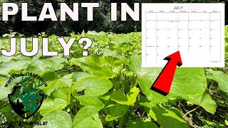 When To Plant Fall Food Plots For Deer