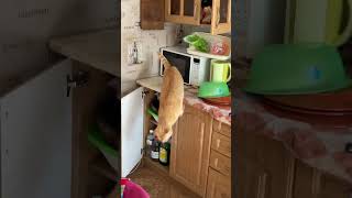 Cat Hunts And Catches Mouse In Kitchen