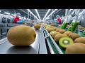 How Kiwis Are Processed in a Mega Food Factory (Complete Journey)
