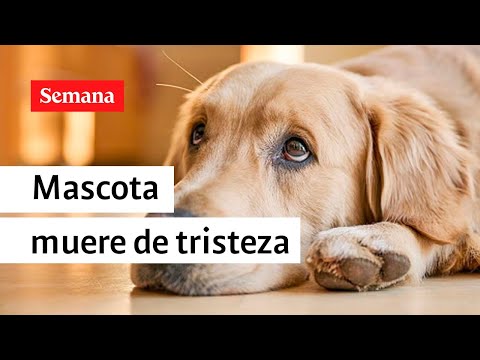 Perrita muere de tristeza por el fallecimiento de su dueña | Videos Semana