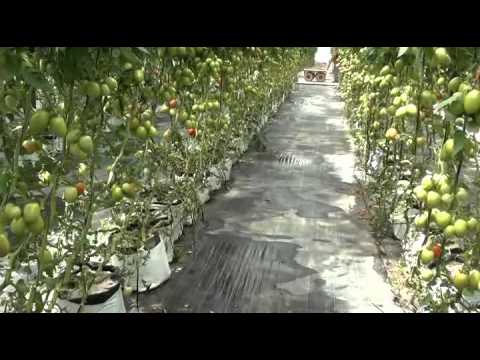 Cultivo De Tomate Sin Suelo E Hidroponia Para Consumo En