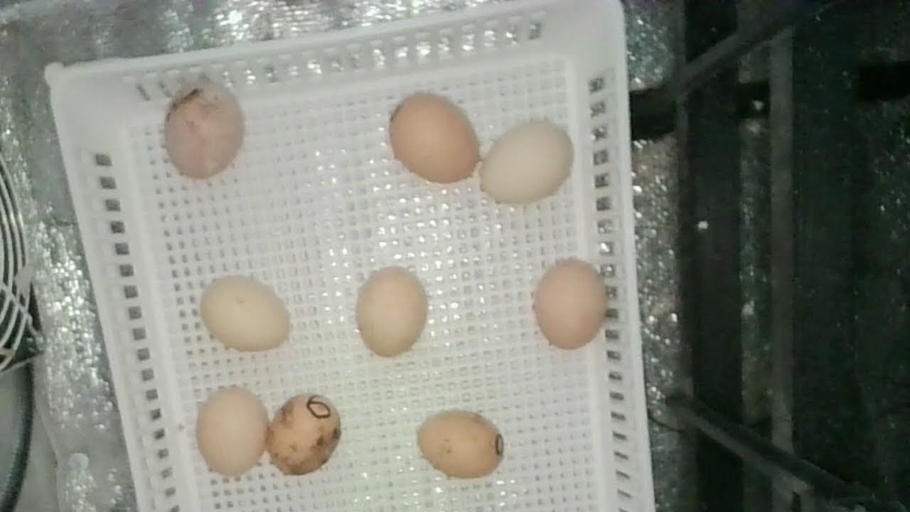 Ko Shamo Hatching