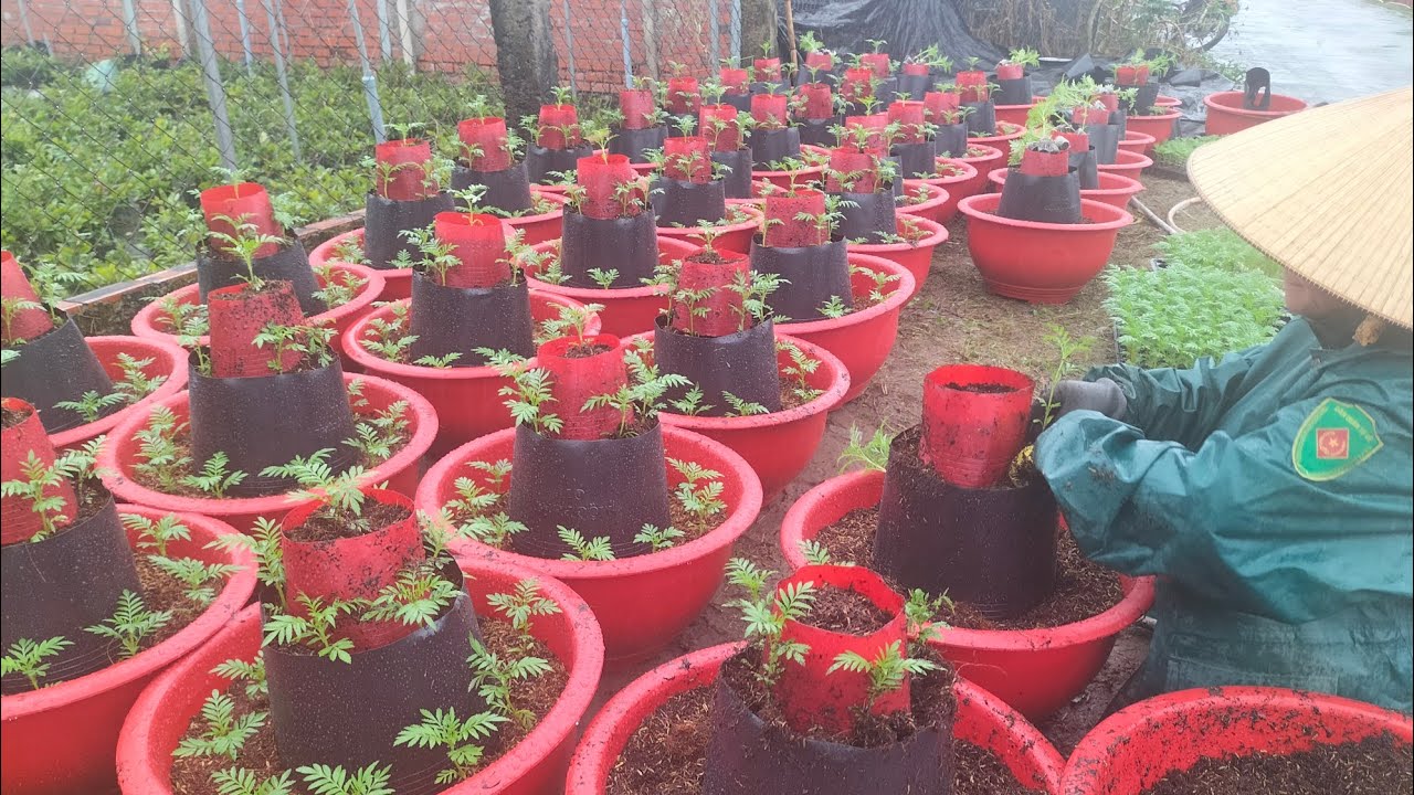 Ra giỏ vạn Thọ 3tầng (15/11al).#garden #hoakiengbentre #bentre #vantho #flowers #plants #gardening