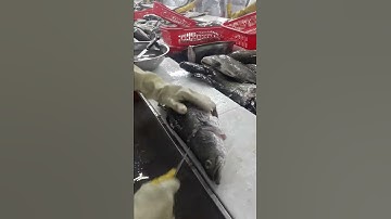 THAO TÁC FILLET CÁ CHẼM (THE BARRAMUNDI) | TẤT TẦN TẬT |