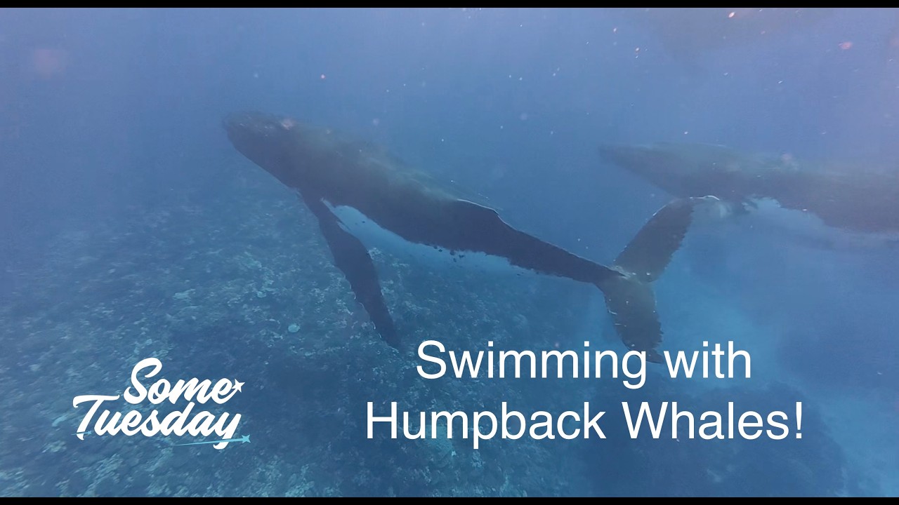 Swimming With Humpback Whales in Aitutaki, Cook Islands