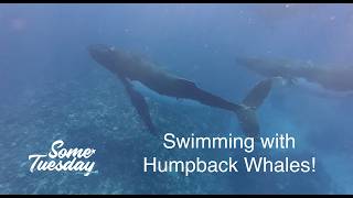 Swimming With Humpback Whales in Aitutaki, Cook Islands