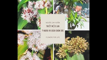 Ý nghĩa và cách chăm sóc cây Thiết Mộc Lan - Dracaena fragrans