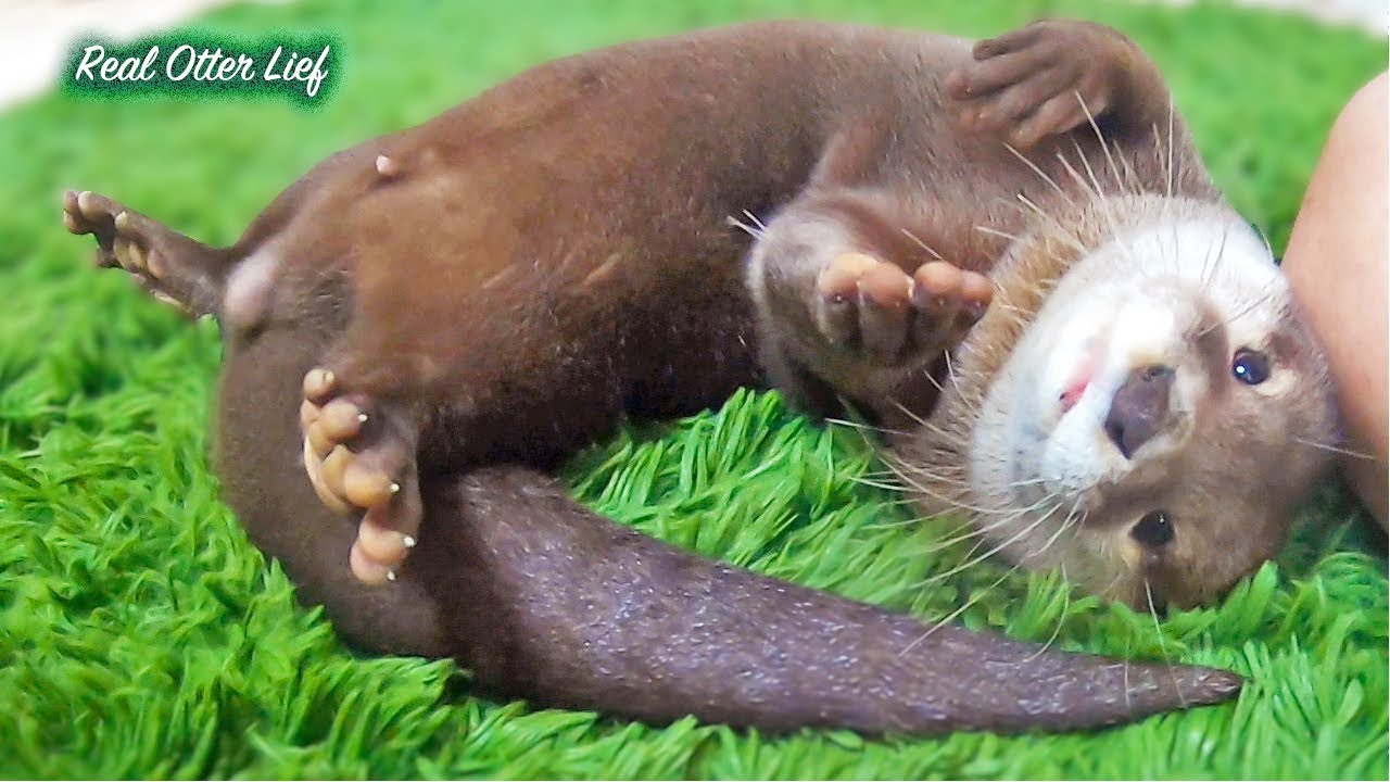 [Otter Life Day 102–118] Little Aty Caught a Fish! - YouTube