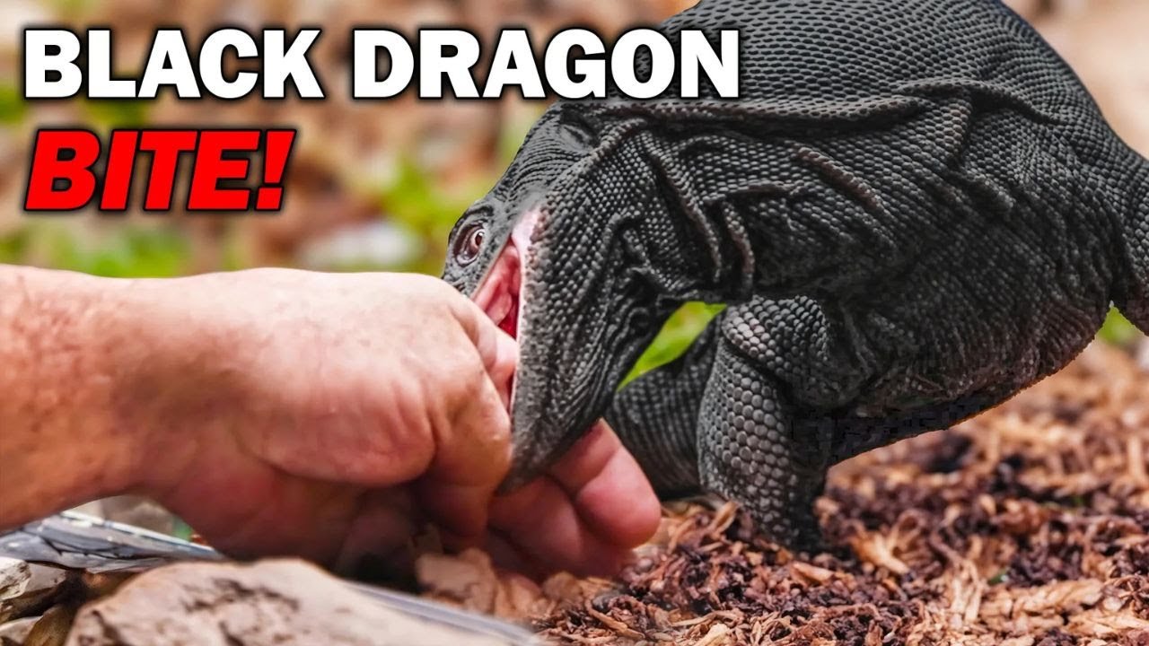 SHOCKING Black Dragon Attack Caught on Camera!