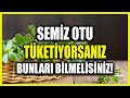 Semiz Otu Tükettiğinizde Size Ne Yaptığına Çok Şaşıracaksınız!