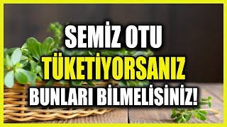 Semiz Otu Tükettiğinizde Size Ne Yaptığına Çok Şaşıracaksınız!