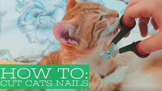 How to cut cats nails: purring while trimming ! by Ginny & Simba The Cats 280 views 5 years ago 5 minutes, 41 seconds