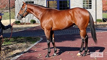 Eclipse-Worthy Trio New at Ashford Stud