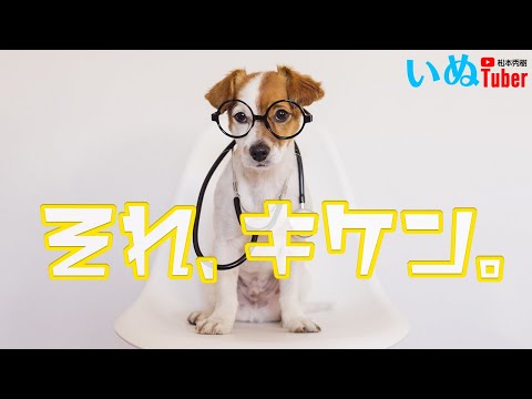 松本秀樹の飼い主さんそれやめてシリーズ！危ない！危険！正しいリードの扱い方を覚えよう！