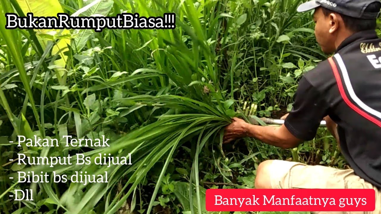 Menanam Rumput Odod Kesukaan Domba Garut 