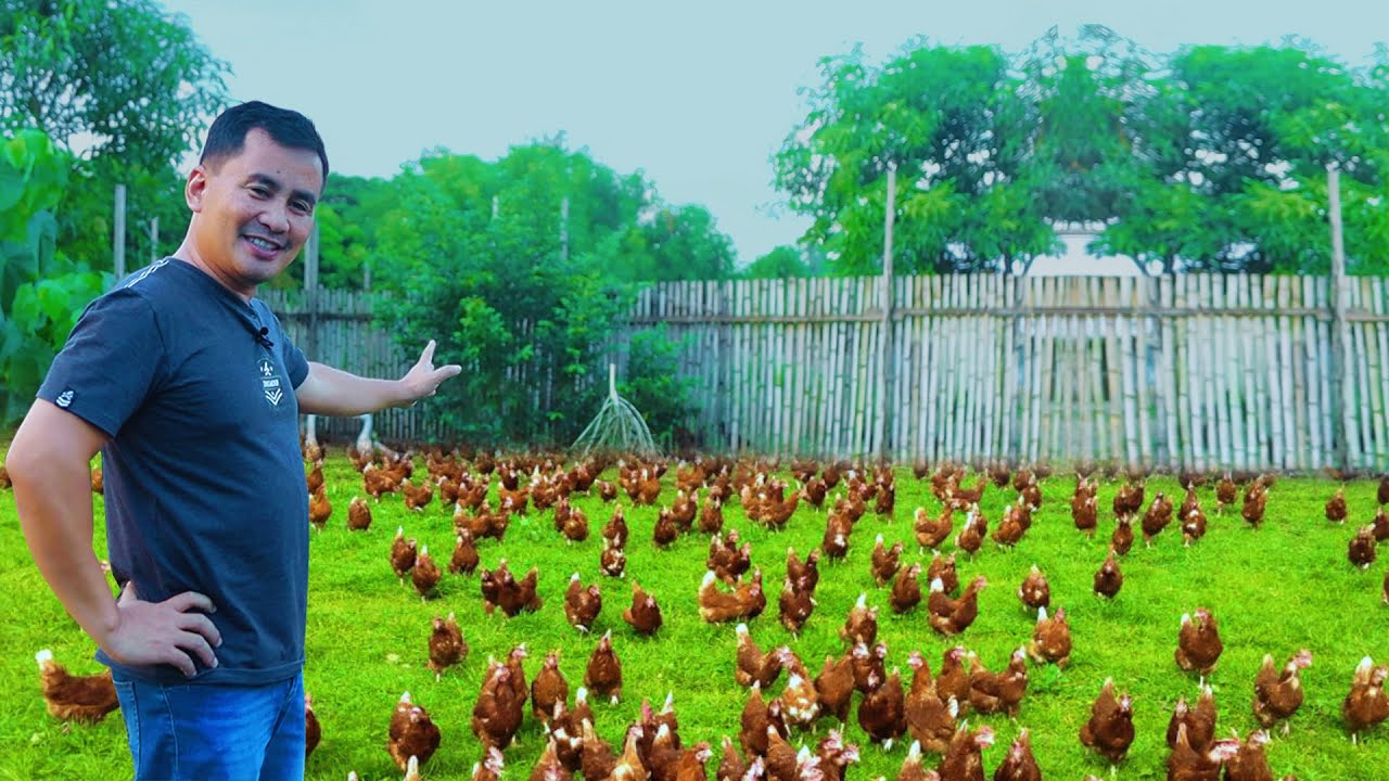 Amazing Ducks & Chickens Farming - Secrets to Raising Hundreds of chicks & Moving 200 ducklings
