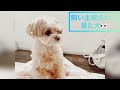 飼い主視点から見た犬👀