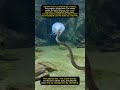 🐍 Jellyfish Stings Snake... Then Its Body Swells Into Giant Segments!