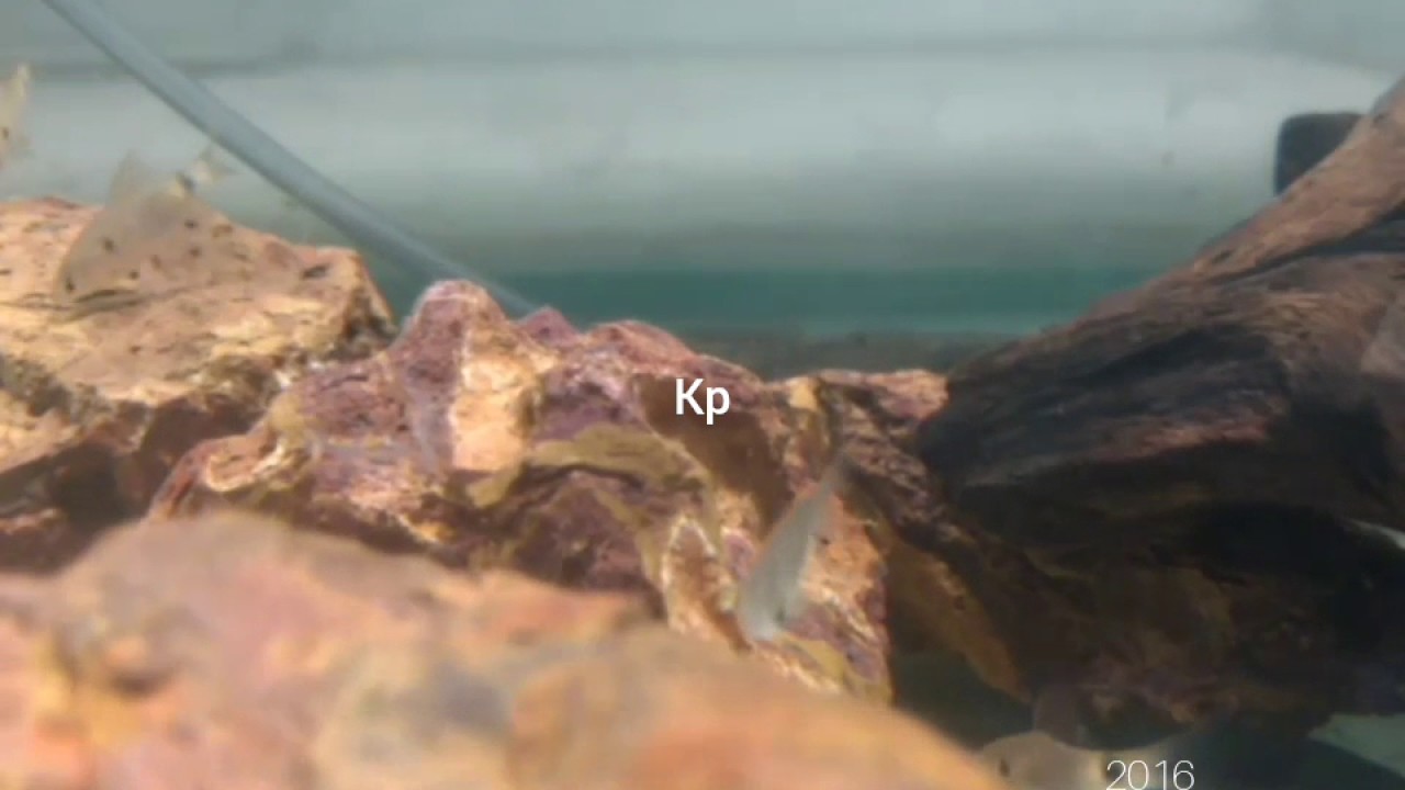 Puntius fraseri...2016