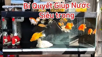 Hồ Cá Chép Sư Tử + Ranchu 300l Đẹp - Chia Sẻ Bí Quyết Giúp Nước Siêu Trong.Hồ Của Em Tài.